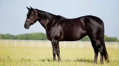 Руски коњ коњ